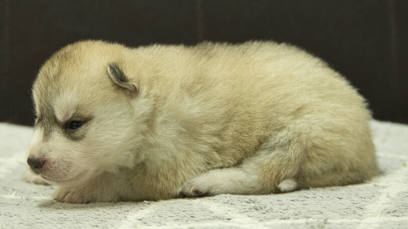 シベリアンハスキー子犬の写真No.202412306左側面1月16日現在