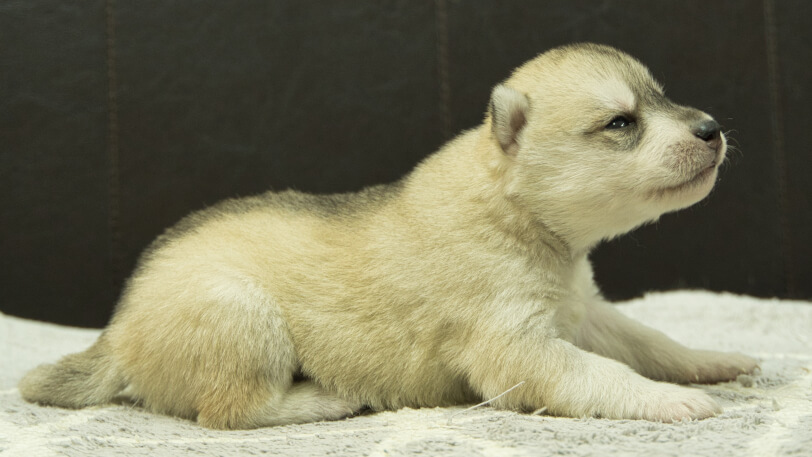 シベリアンハスキー子犬の写真No.202412307右側面1月16日現在