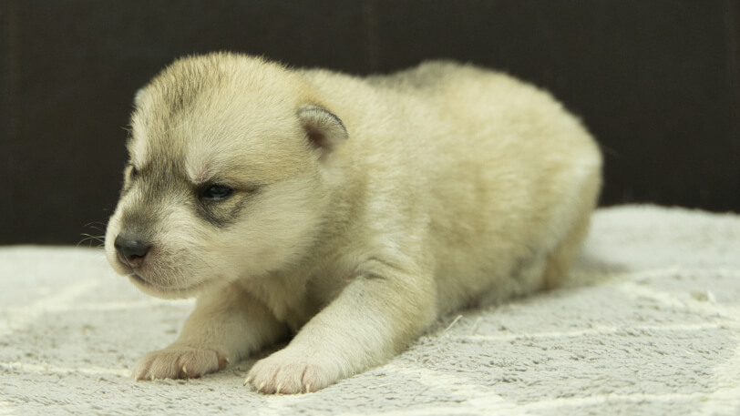 シベリアンハスキー子犬の写真No.202412307-4　1月16日現在