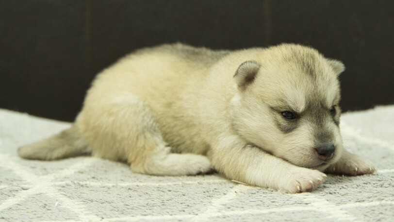 シベリアンハスキー子犬の写真No.202412307-5　1月16日現在