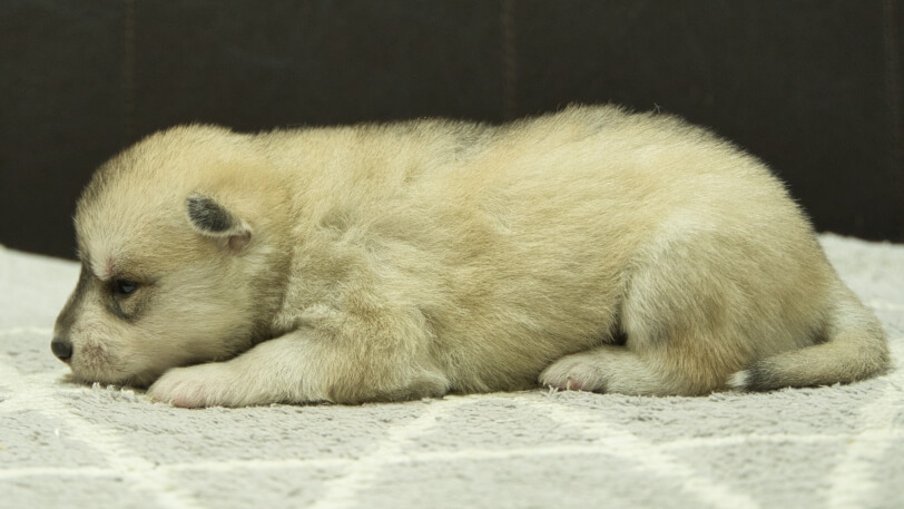 シベリアンハスキー子犬の写真No.202412307左側面1月16日現在