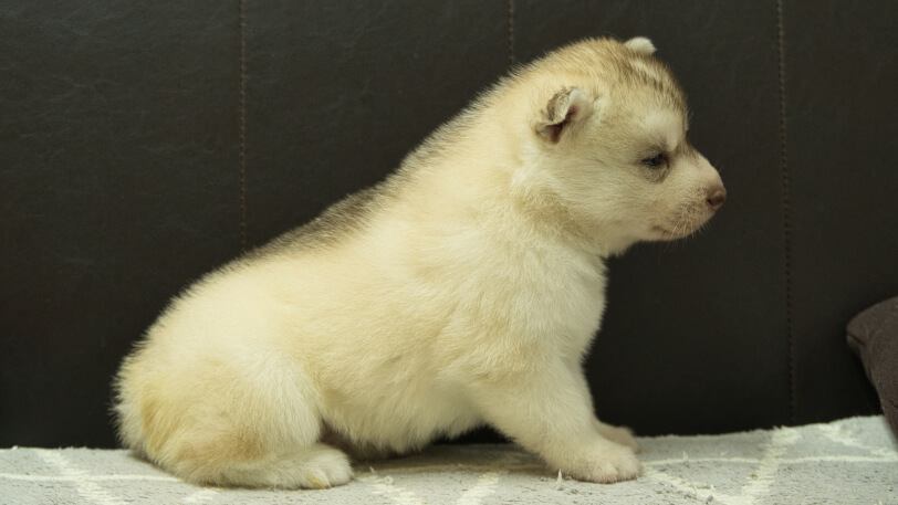 シベリアンハスキー子犬の写真No.202412232右側面1月16日現在