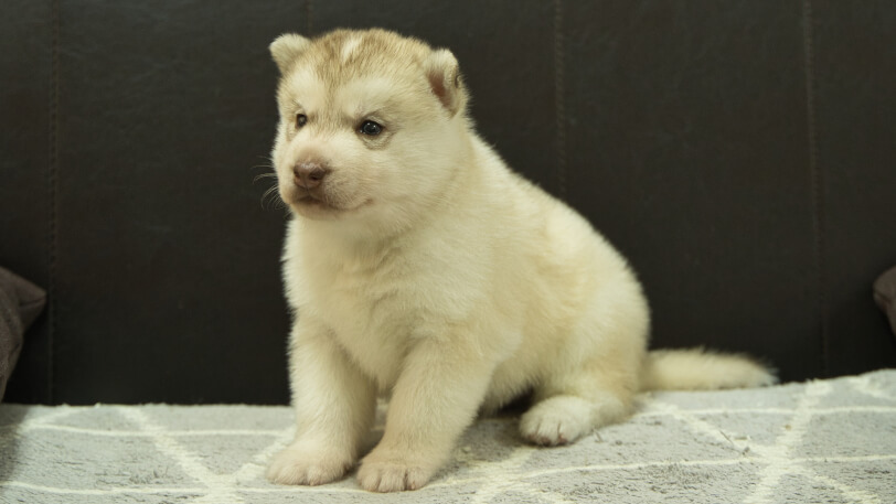 シベリアンハスキー子犬の写真No.202412232-4　1月16日現在