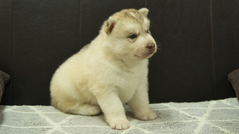 シベリアンハスキー子犬の写真No.202412232-5　1月16日現在