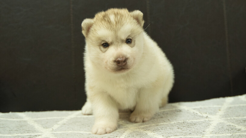 シベリアンハスキー子犬の写真No.202412232正面1月16日現在