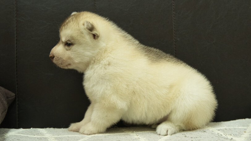 シベリアンハスキー子犬の写真No.202412232左側面1月16日現在