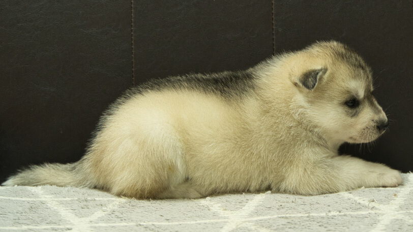 シベリアンハスキー子犬の写真No.202412233右側面1月16日現在