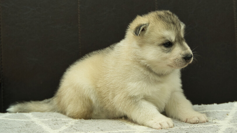 シベリアンハスキー子犬の写真No.202412233-5　1月16日現在