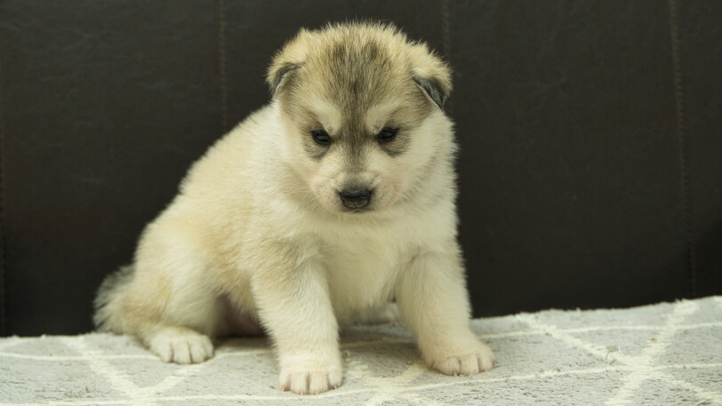 シベリアンハスキー子犬の写真No.202412233正面1月16日現在