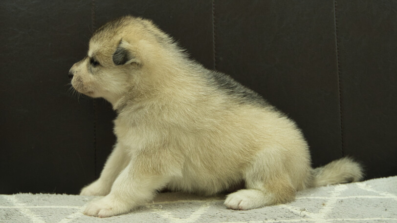 シベリアンハスキー子犬の写真No.202412233左側面1月16日現在