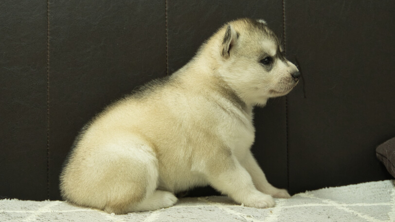 シベリアンハスキー子犬の写真No.202412234右側面1月16日現在