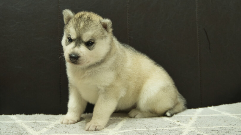 シベリアンハスキー子犬の写真No.202412234-4　1月16日現在