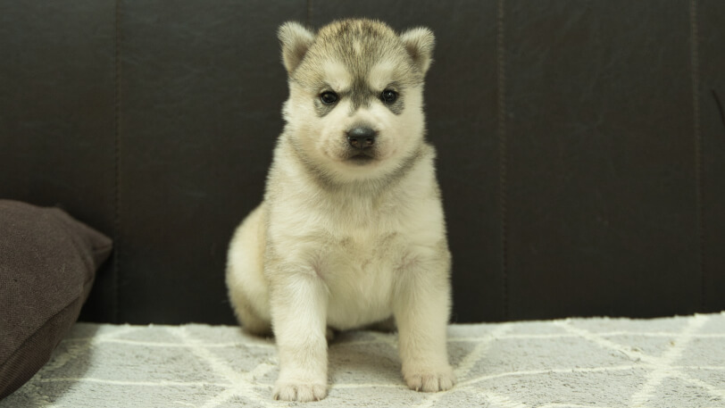 シベリアンハスキー子犬の写真No.202412234正面1月16日現在