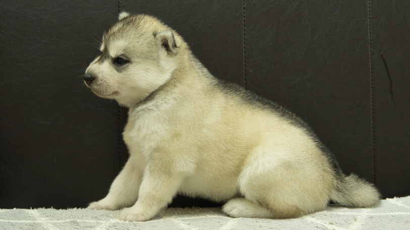 シベリアンハスキー子犬の写真No.202412234左側面1月16日現在