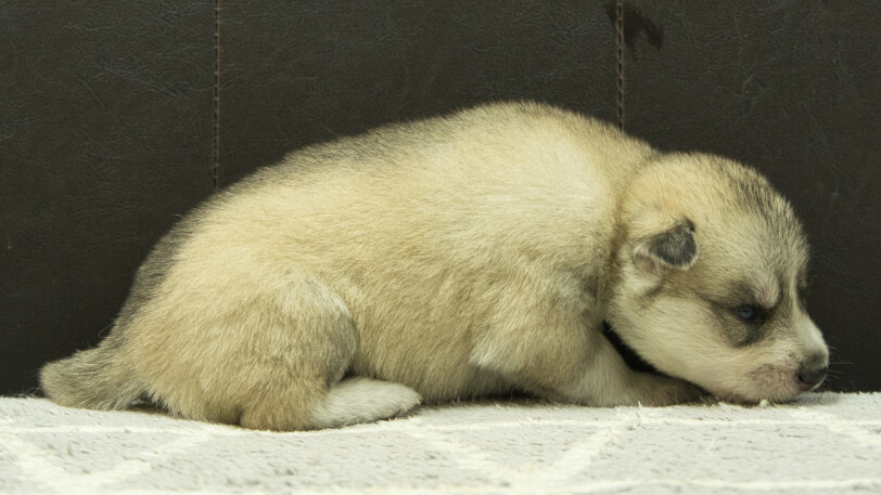 シベリアンハスキー子犬の写真No.202412301右側面1月16日現在