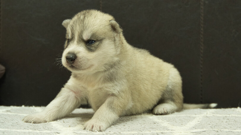 シベリアンハスキー子犬の写真No.202412301-4　1月16日現在