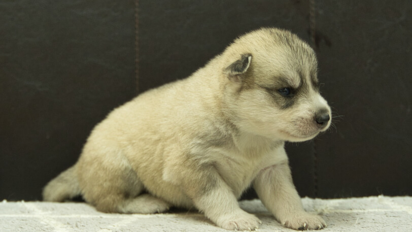 シベリアンハスキー子犬の写真No.202412301-5　1月16日現在