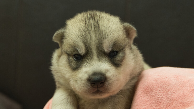 シベリアンハスキー子犬の写真No.202412301正面1月16日現在