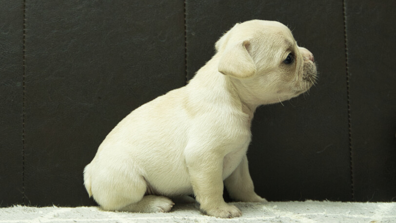 フレンチブルドッグ子犬の写真No.202501031右側面2月6日現在