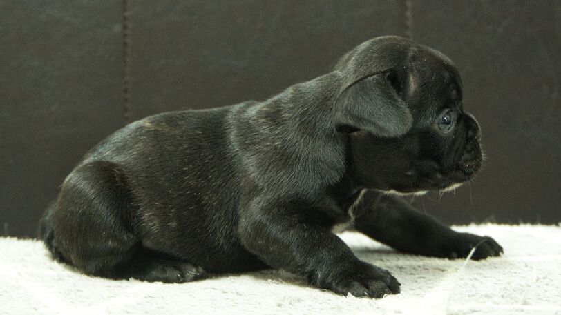 フレンチブルドッグ子犬の写真No.202501036右側面2月6日現在