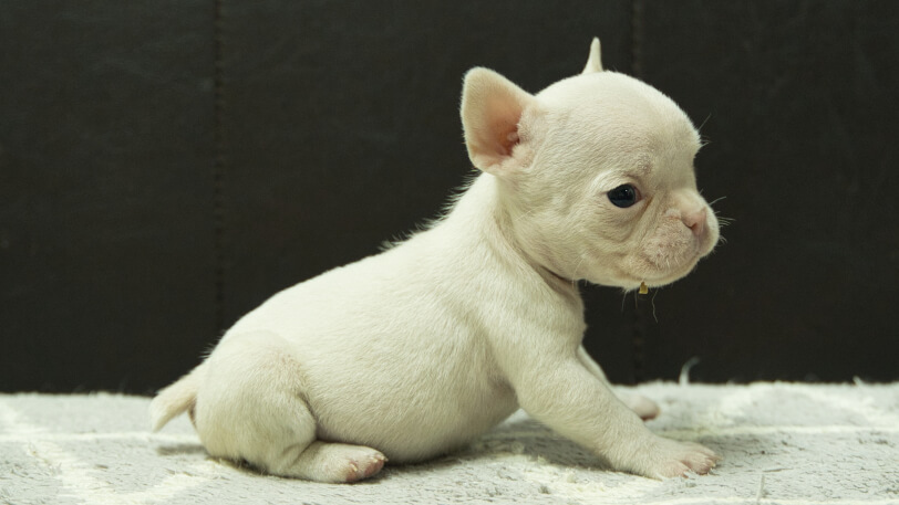 フレンチブルドッグ子犬の写真No.202501032右側面2月6日現在