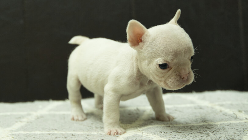 フレンチブルドッグ子犬の写真No.202501032-5　2月6日現在