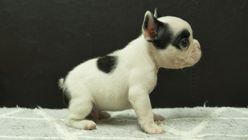 フレンチブルドッグ子犬の写真No.202501033右側面2月6日現在