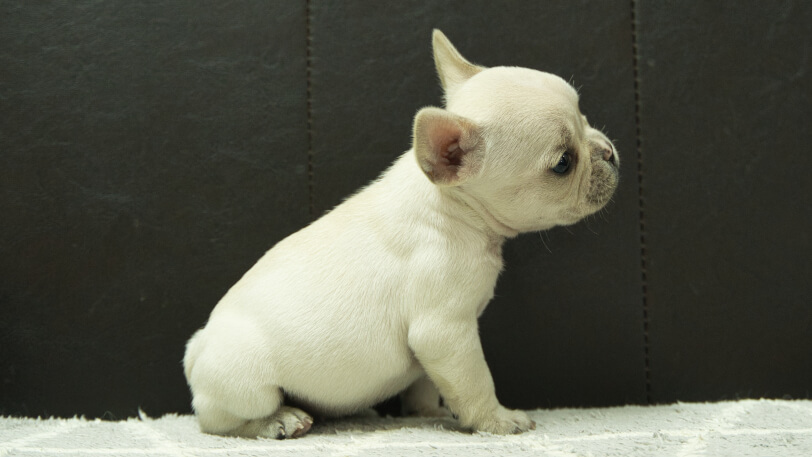 フレンチブルドッグ子犬の写真No.202501034右側面2月6日現在