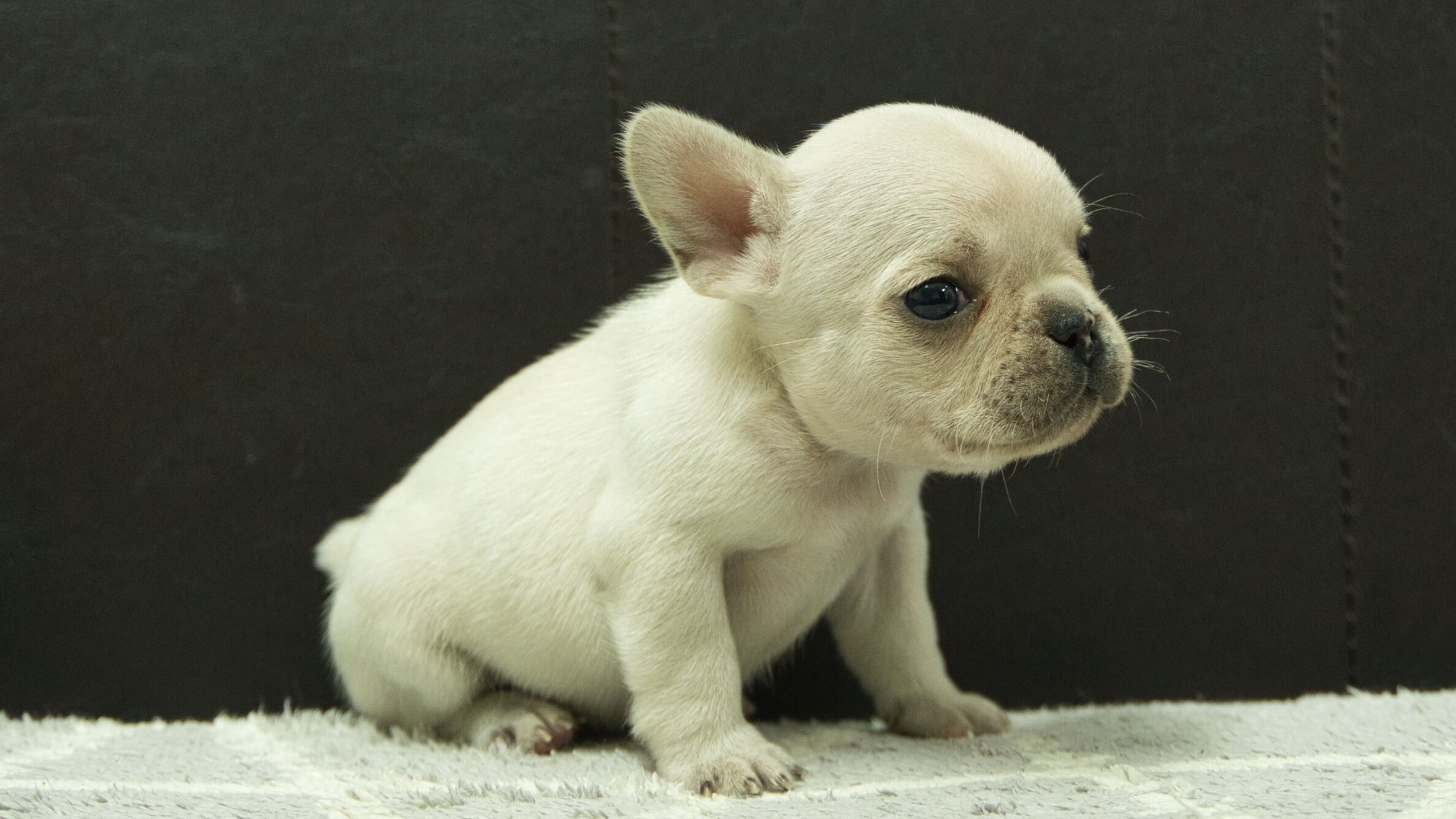 フレンチブルドッグ子犬の写真No.202501035-5　2月6日現在