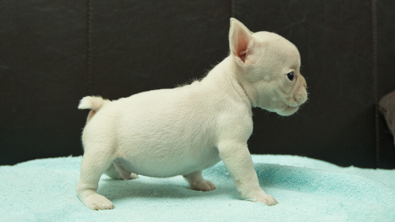 フレンチブルドッグ子犬の写真No.202501032右側面2月13日現在