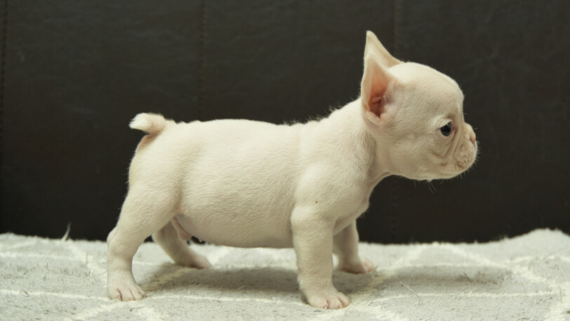 フレンチブルドッグ子犬の写真No.202501032右側面2月18日現在