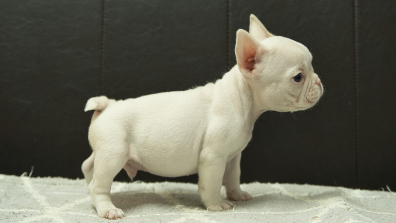 フレンチブルドッグ子犬の写真No.202501032右側面2月25日現在